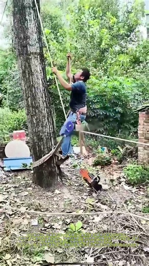 木に登る技術：ロープと体のバランスで可能にする垂直移動