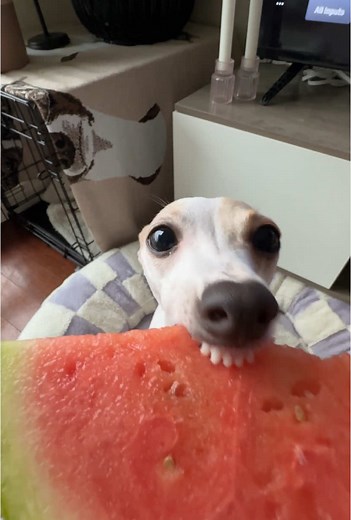 Watermelon Treats for Dogs: ASMR Experience