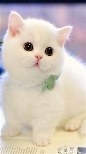 white kitten cute#cat #cutecat #cute #viral