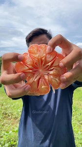 3K views · 27 reactions | Sweet, juicy, and vibrant—tasting the goodness of red pomelo straight from the farm!  #RedPomeloVibes #FreshAndSweet #TropicalDelight #FarmFresh | Glademer | Facebook
