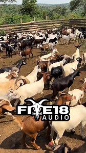 2.9K views | Five18 Audio taking over one city at a time @highlight #five18audio #soundsystemdistro #50apowerdistro #50apowerdistro #floridasoundsystem #soundsystemcommunity #soundsystemculture #soundsystem #cc | Love Unity | Facebook