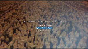 Slaughterhouse takes action after shocking undercover chicken abuse video