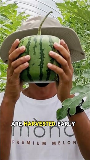 The $100 Square Watermelon – Why Is It So Expensive?
