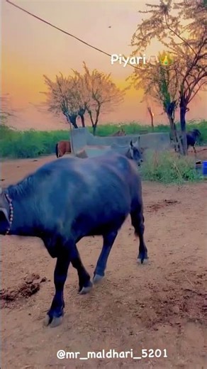 Piyari ❤️ #maldhari #mr_maldhari_5201 #bannibuffalo #shorts