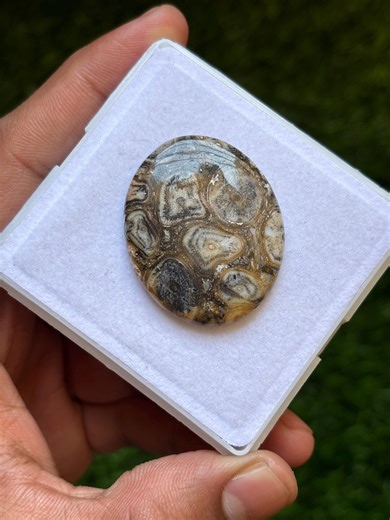 Oval Turritella Agate Cabochon | Fossil Gemstone (30x37mm - Etsy