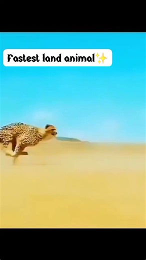 1M views · 25K reactions |  Did you know cheetahs can accelerate from 0–100 km/h in just 3 seconds—faster than most sports cars? Witness the unmatched speed of Africa’s fastest hunter in action.   Your front-row seat to the wild.  LINK IN BIO #Cheetah #FastestAnimal #KenyaSafari #WildlifeMoments #MasaiMara #SafariAdventure | SB Safaris Kenya | Facebook