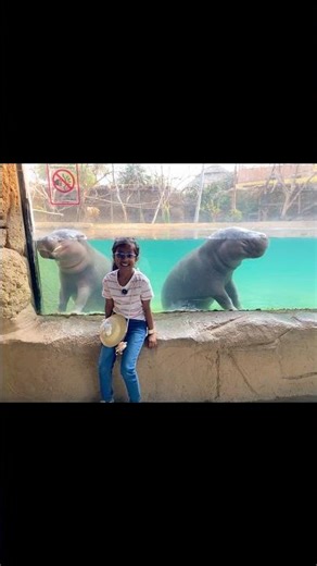 Wild Africa in Dubai! 🐾 Lemurs, Hippos & More at Dubai Safari Park! #ytshorts #shortsfeed