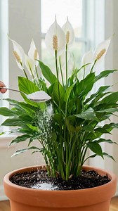 How to make your peace lily strong and bloom more often with that one ingredient in your kitchen. | DIY Home & Garden Ideas
