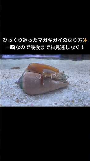一瞬なので最後までお見逃しなく！ひっくり返ったマガキガイの戻り方✨