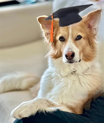 A rare group of 'genius dogs' can learn new words by eavesdropping: Study