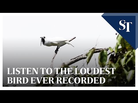 Listen to the loudest bird ever recorded