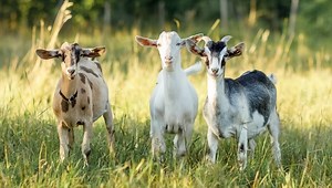15 Best Goat Breeds for Homesteading