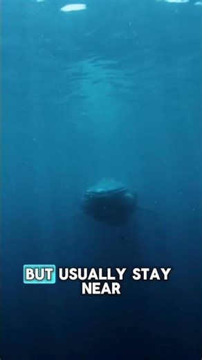 Blue Whale Facts 🐋 | Largest Animal on Earth | Ocean Giants #whale #bluewhales #giant #fish #ocean