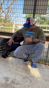 Did you know that porcupines could be super affectionate? Come meet our AMAZING Animals! Book a tour now at AnimalEDventures.com | Animal EDventure Park & Safari