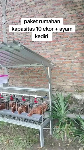 order dm/wa. 085792742546 🤗🤗#ayampetelurrumahan #arfarm_ #kandangayampetelur #kediri24jam #ayampetelur