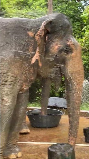 Rescued Elephant Showering | Pure Happiness in the Forest