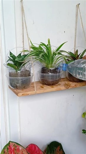 Tips for growing self-watering plants using used container👌🌱🌱