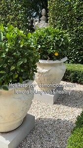 18K views · 439 reactions | ‘LEMONICIOUS’ dwarf lemon is your must...