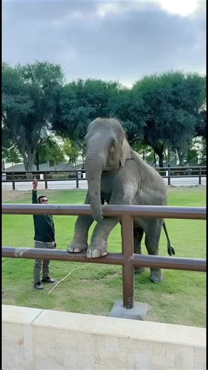 Exploring Elephant Love at Al Khor Zoo