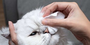 Cat Conjunctivitis: Could Your Cat Have Pink Eye?