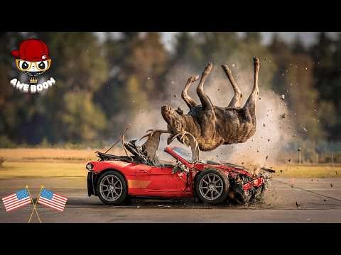 Animals Hit by Cars 2026 | 90 Terrifying Accidents Caught on Camera