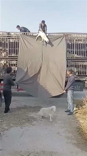 Clever unloading process of sheep from a large transport truck