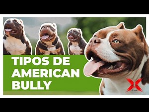 AMERICAN BULLY e suas variações | XB Kennel