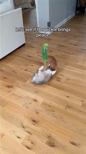 the pickle of peace…