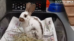 13K views · 173 reactions |  We are appealing to animal lovers in...