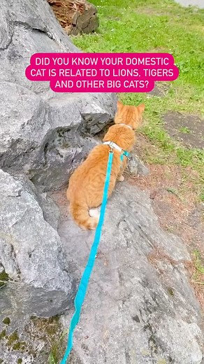 3.2K views · 115 reactions | The evolution of cats is amazing 李 Agree? | Apollo Kitty Cat | Facebook