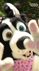 85K views · 1K reactions | Pittsburgh's furry convention Anthrocon drew huge crowds to Downtown Saturday for the annual parade. Both locals and out-of-towners got a kick out of the suited revelers. | WTAE-TV Pittsburgh | Facebook