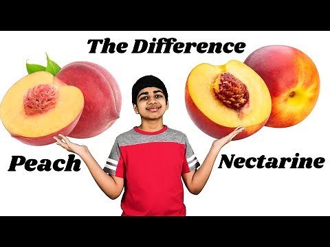 Peaches vs. Nectarines - THE DIFFERENCE