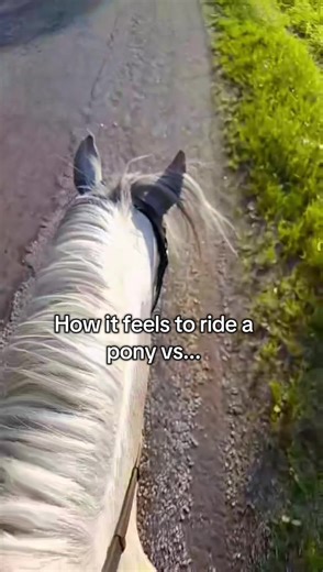 aaah forgot to post today!! #draft #equestrianlife #horsetok #equestrianproblems