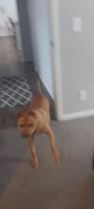 your daily squirrel #cute #dogs