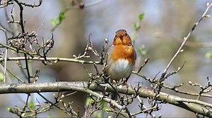 European Robin Singing. | Birdwatching