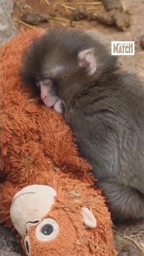 Abandonné à la naissance, le petit singe Punch a trouvé du réconfort dans une peluche