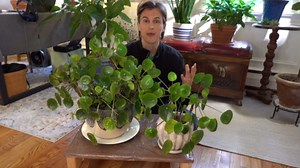 Pilea peperomioides - Complete care - Houseplant basics - How to grow well (Chinese money plant)
