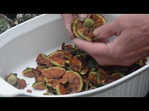 Growing kauri part 1