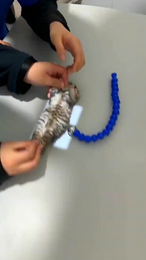 Mimi worm to recruit cats to run my cat | WIN-2