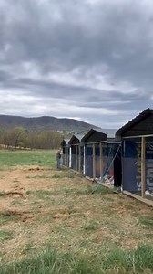 This is what real chicken farming looks like—pasture-raised, non-GMO, no shortcuts. Just fresh grass, sunshine, and a whole lotta daily hustle. Raised by our family, for yours. Reposted from @c_f_farms Ships from Virginia to most of the Mid-Atlantic and East Coast! Check out their website to see what amazing food could be delivered to your door. https://cffarms.org/ #pastureraised #nongmo #knowyourfarmer #realfood #regenerativeagriculture #cffarms #bonsack #pasturedpoultry #knowwhereyourfoodcome