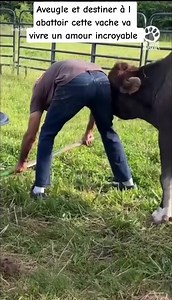 121K views · 3.5K reactions | Une incroyable histoire d'amour avec cette vache née aveugle sauvée de l'abattoir et chouchoutée avec tendresse après son sauvetage ! 覆 #amourdesanimaux #sauvetageanimal #vache @followers | Nature & Santé avec Patricia | Facebook
