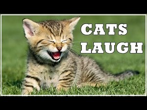 Funny Cat Laughing - The Cat Laugh Sound