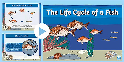 Life Cycle of a Fish PowerPoint