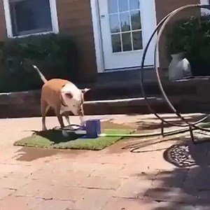 43K views · 1.4K reactions | He is so cute .. I.G: boopanimals | I Love Pit Bulls | Facebook