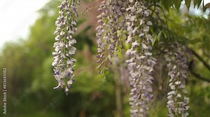 Blooming violet Wisteria Sinensis. Beautiful Prolific tree with scented classic purple flowers in hanging racemes. Blue Chinese wisteria is a species of flowering plant in the pea and Fabaceae family