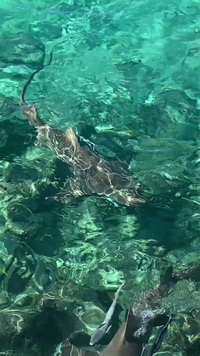 Shark feeding at Pier 1 restaurant.