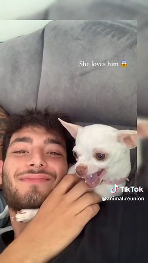 Niki the Chihuahua Reacts to Teasing