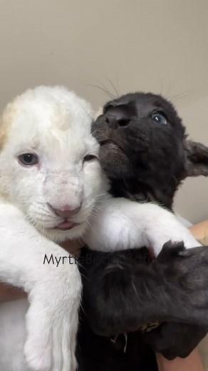 Beautiful lion and jaguar cubs. #savethewildsavetheworld | Myrtle Beach Safari Wild Encounters Tour