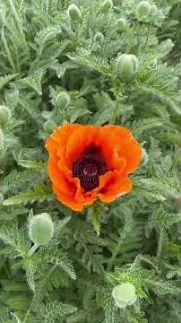 Plant of the Day - Episode 20: Hardy Poppies You’ll Love 🌺❄️ | Oriental & Bracteatum Poppies