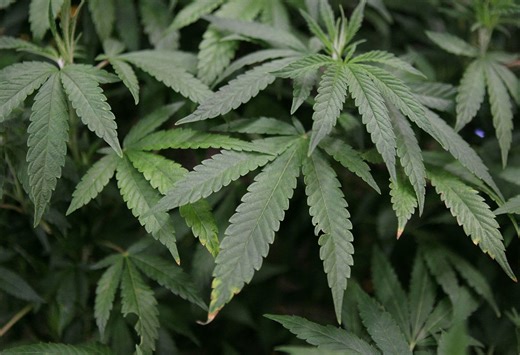 Judge rules to temporarily block Texas’ smokeable hemp ban